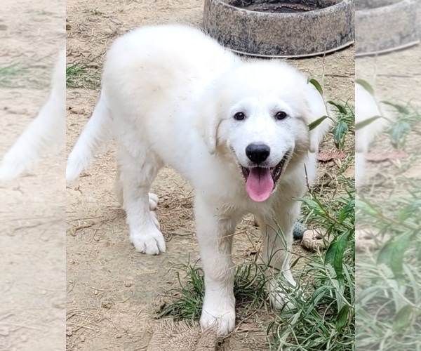 Medium Photo #2 Great Pyrenees Puppy For Sale in SCOTTSVILLE, KY, USA