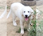 Small #1 Great Pyrenees