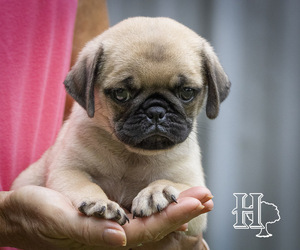 Pug Litter for sale in ELLENBORO, NC, USA