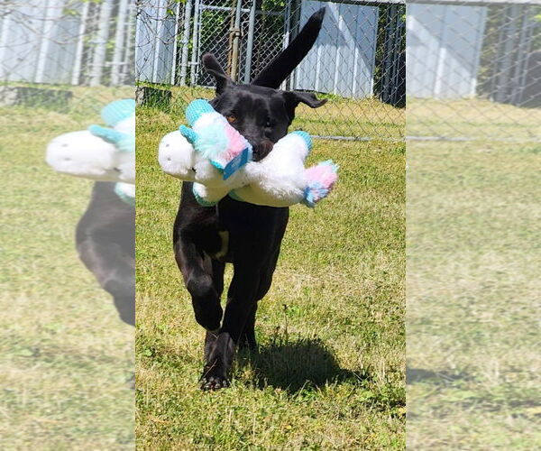 Medium Photo #5 Mutt Puppy For Sale in Anniston, AL, USA