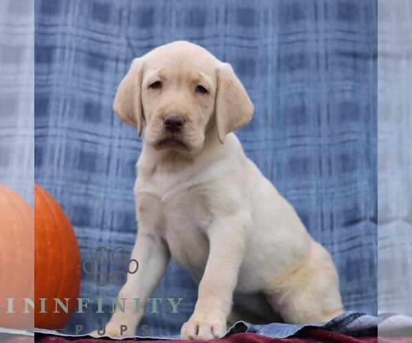 Medium Photo #3 Labrador Retriever Puppy For Sale in ELLIOTTSBURG, PA, USA