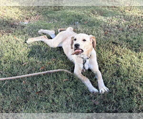 Medium Photo #4 Labbe Puppy For Sale in Attalka, AL, USA