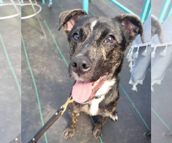 Medium Photo #15 Mutt Puppy For Sale in Woodbury, NY, USA