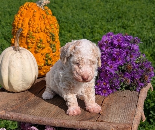 Medium Photo #8 Poodle (Toy) Puppy For Sale in GOSHEN, IN, USA