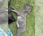 Small Photo #12 Cane Corso Puppy For Sale in FORT WAYNE, IN, USA