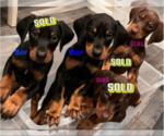 Small Photo #2 Doberman Pinscher Puppy For Sale in STKN, CA, USA