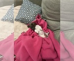 Small Photo #5 Dachshund Puppy For Sale in BLANCHARD, OK, USA