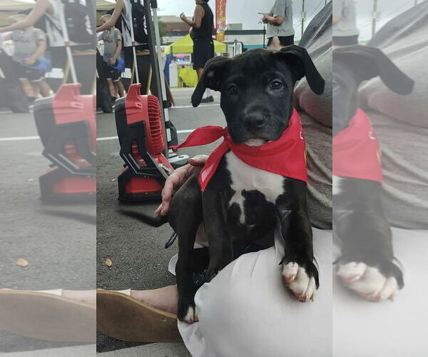 Medium Photo #1 American Pit Bull Terrier-Labrador Retriever Mix Puppy For Sale in Sanford, FL, USA