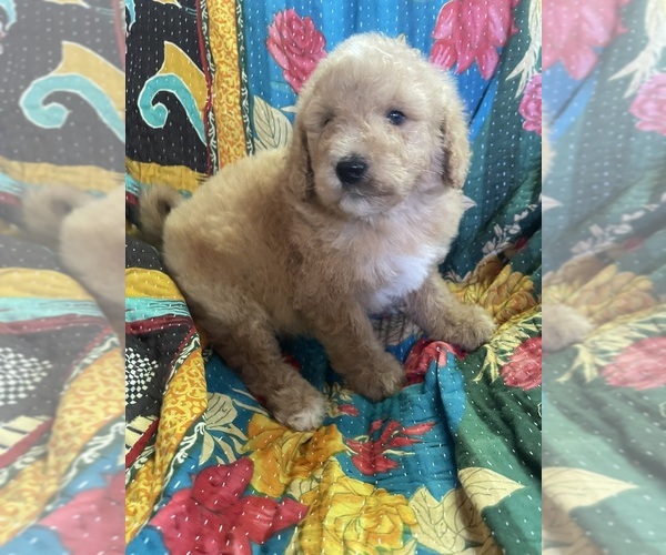 Medium Photo #2 Bernedoodle Puppy For Sale in BUFFALO GAP, TX, USA