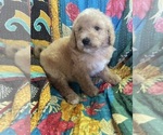 Small #1 Bernedoodle