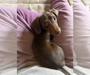 Father of the Dachshund puppies born on 09/16/2025