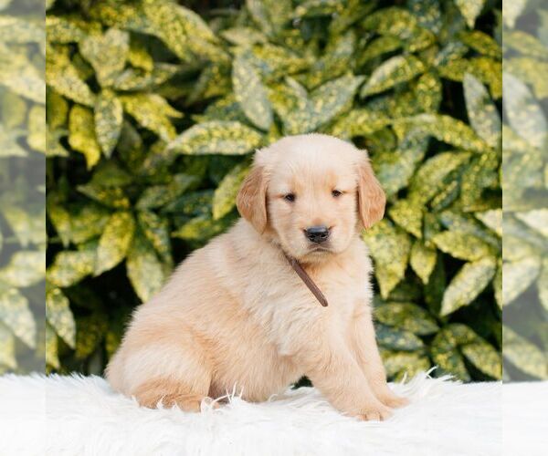 Medium Photo #3 Golden Retriever Puppy For Sale in NEW HOLLAND, PA, USA