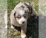 Small Photo #3 Miniature Australian Shepherd Puppy For Sale in ARDMORE, OK, USA