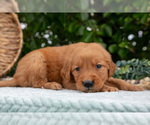 Puppy Dina Golden Retriever