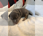 Small #1 American Bully
