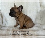 Small Photo #9 French Bulldog Puppy For Sale in OAKDALE, CA, USA