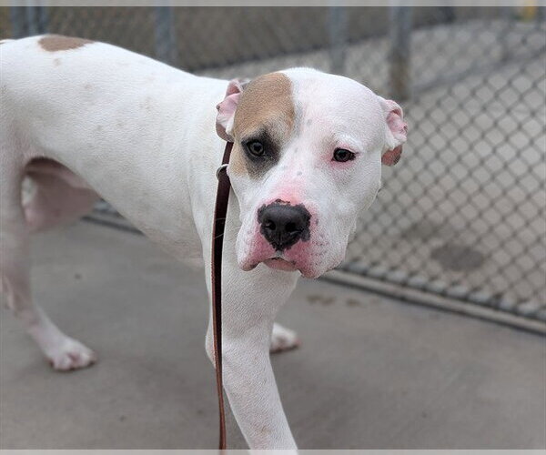Medium Photo #1 American Pit Bull Terrier Puppy For Sale in Denver, CO, USA