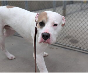 American Pit Bull Terrier Dogs for adoption in Denver, CO, USA