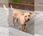 Small #10 American Pit Bull Terrier Mix