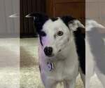 Small #7 Border Collie