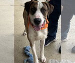 Small #1 Great Dane