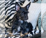 Small #1 Dachshund-Miniature Schnauzer Mix