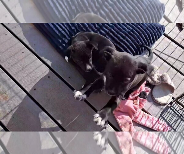 Medium Photo #4 Chihuahua-Unknown Mix Puppy For Sale in Grafton, WI, USA