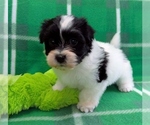 Small #2 Havanese