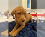 Puppy Puppy 11 Labrador Retriever
