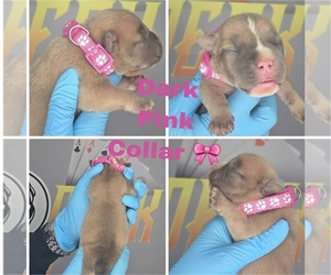 American Bully Puppy for sale in PORTAGE, IN, USA