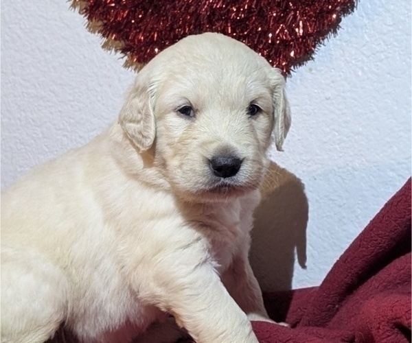 Medium Photo #7 Golden Retriever Puppy For Sale in MODESTO, CA, USA
