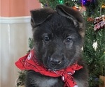 Small Photo #8 German Shepherd Dog Puppy For Sale in RISING SUN, IN, USA