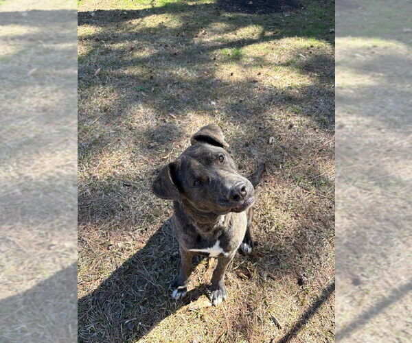 Medium Photo #2 Plott Hound-Unknown Mix Puppy For Sale in Boston, MA, USA