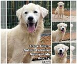Small Golden Retriever-Samoyed Mix