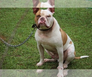 Father of the American Bulldog puppies born on 05/01/2022