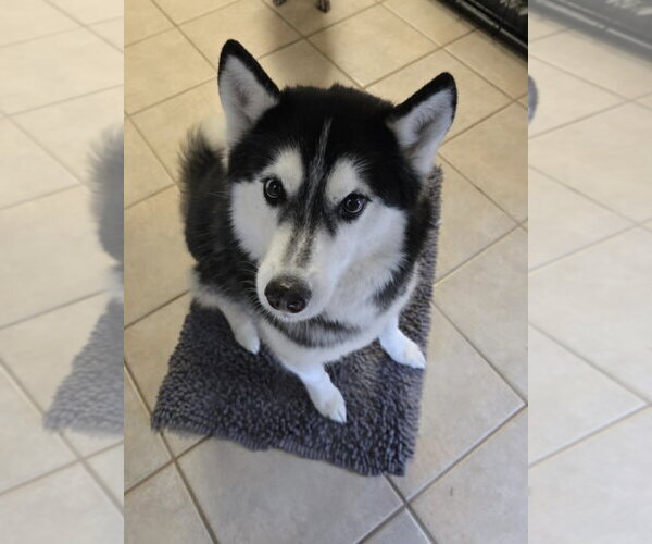 Medium Photo #3 Siberian Husky-Unknown Mix Puppy For Sale in Oakhurst, NJ, USA
