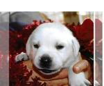 Puppy Luke Labrador Retriever