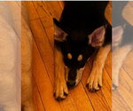 Small #1 Mutt