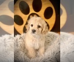 Small #1 Cockapoo (Toy)