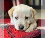 Small #1 Golden Labrador