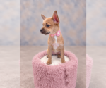 Small #1 French Bullhuahua