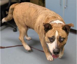Siberian Husky-Unknown Mix Dogs for adoption in Denver, CO, USA