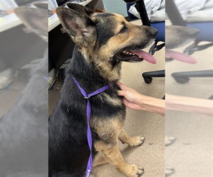 German Shepherd Dog Dogs for adoption in Plano, TX, USA