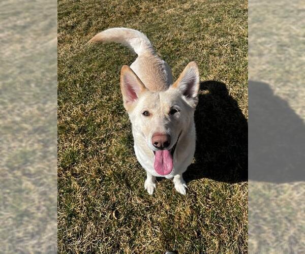 Medium Photo #2 German Shepherd Dog-Unknown Mix Puppy For Sale in Ogden, UT, USA
