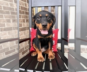 Rottweiler Puppy for sale in INDIANAPOLIS, IN, USA