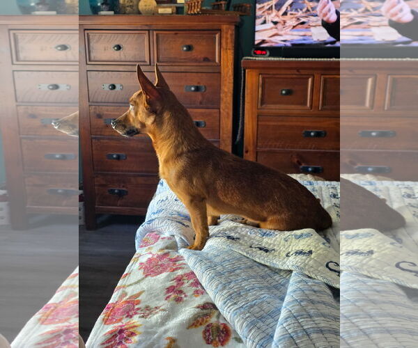 Medium Photo #2 Chiweenie Puppy For Sale in Rural Hall, NC, USA