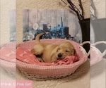 Small Photo #1 Golden Retriever Puppy For Sale in MILAN, GA, USA
