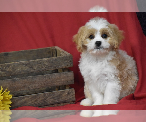 Medium Photo #4 Cavachon Puppy For Sale in ELDORADO, OH, USA