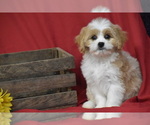 Small #3 Cavachon