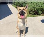 Small #1 German Shepherd Dog Mix